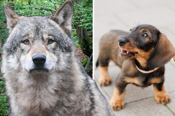 Wolfsangriff auf Dackel: Hund mit erheblichen Bissverletzungen