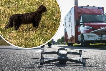 "Raubkatze hat sich als Kätzchen herausgestellt": Suche in Sachsen-Anhalt offiziell beendet