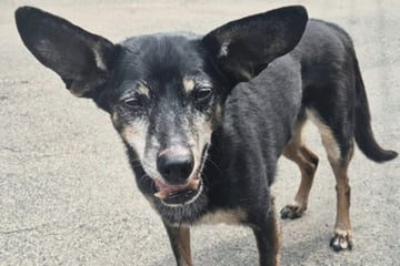 Diese Ohren! Hunde-Omi Caro wartet sehnsüchtig auf bestimmten Klang