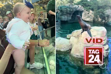 Viral Video of the Day for December 19, 2025: Baby's infectious giggles steal the spotlight at sea lion show