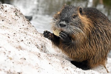 Leipzig: Biberratten in Leipzig: Zu viel Futter und Streicheleinheiten für süße Nutrias?