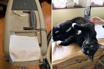 Katze mit Zettel ausgesetzt: Als Frau die Notiz liest, wird ihr eines sofort klar