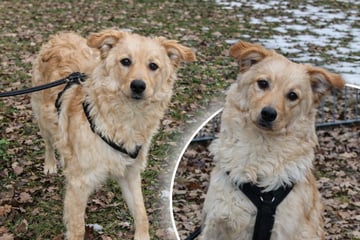 Noch kein Jahr alt und schon im Tierheim: Süßer Junghund sucht neue Familie