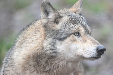 Wölfe: Wolf im Südwesten bei Unfall getötet: War das Tier auf der Durchreise?