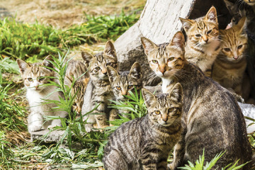 Tierheim mit dringendem Appell an Katzenbesitzer: "Zu viele der Kleinen schaffen es gar nicht"