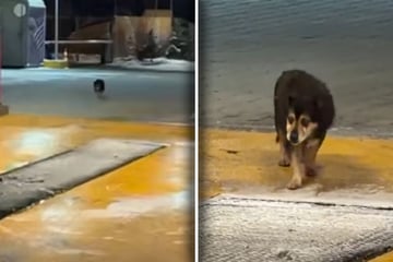 Blinder, alter Hund wird ausgesetzt: Was er dann tut, bricht so vielen das Herz