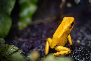 Giftigster Frosch der Welt: Weniger als ein Milligramm des Gifts ist tödlich