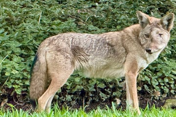 Anwohner reiben sich verwundert die Augen: Was ist mit diesem Tier passiert?