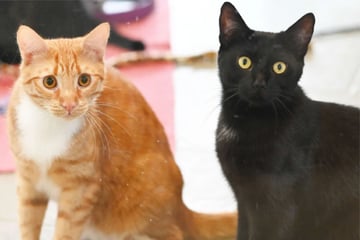 Berlin: Trauriger Ferienstart: Tierheim Berlin nimmt Dutzende Katzen auf