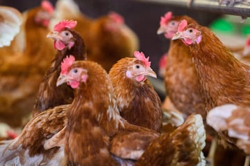 Hühner misshandelt? Strafbefehle gegen Schlachthof-Mitarbeiter