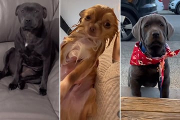 Three adorable dog videos that will instantly boost your mood