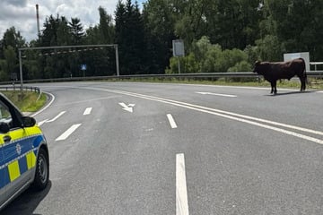 Bulle entwischt: Autobahn-Polizei sperrt Auf- und Abfahrt