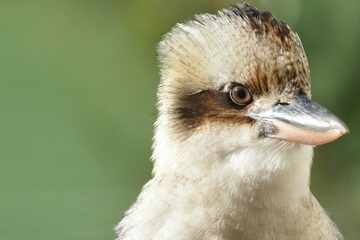 Scientists find shocking number of "sex reversal" cases in wild Australian birds – what is the cause?