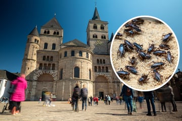 Die Grillen sind los - Mann setzt zahlreiche Insekten in Dom aus