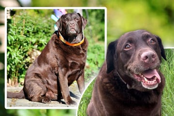 Labrador wiegt über 50 Kilogramm! Jetzt wird es brenzlig für "Sir Lucky Brown"