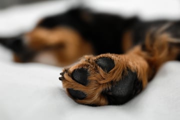 Mit dem Hund im Bett schlafen: Deshalb ist das keine gute Idee