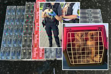 Zwischen Schmuggelware und Koffern: Katzenbabys in Transporter entdeckt