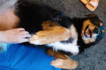 "Einmal Hölle und zurück": Hund Paul schwer verletzt aus Animal-Hoarding-Haushalt befreit