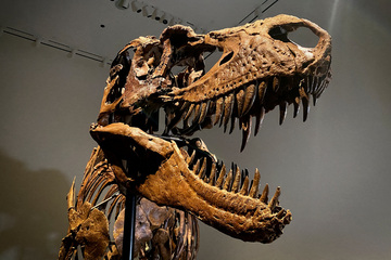 Dinosaur skeleton in NYC to be auctioned off to the highest bidder!