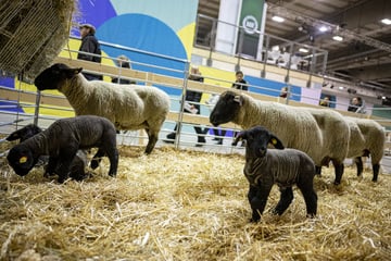 Berlin: Grüne Woche in Berlin verzichtet wegen Seuche auf diese Tiere