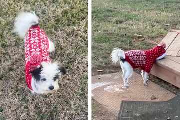 Tiny dog has adorably embarrassed reaction to Christmas sweater in viral video!