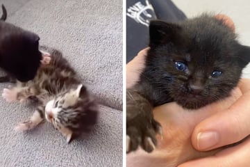 Klein und völlig hilflos: Zwei Babykatzen landen innerhalb kurzer Zeit im Tierheim