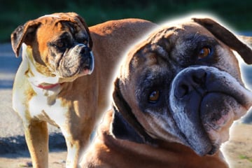 Trotz schwerer Vergangenheit ein wahrer Sonnenschein: Wer schenkt ein Amy eine neue Bleibe?