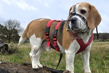 Vorsicht, bissig! Beagle Rico braucht klare Regeln und liebevolle Menschen