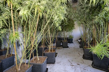 Drogenplantage über vier Etagen: Polizei stellt fast 300 mannshohe Cannabispflanzen sicher