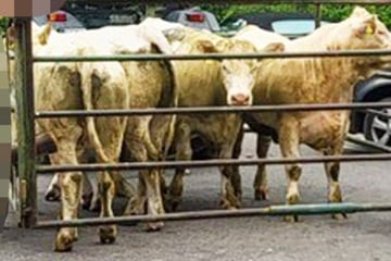 Bis in den zweiten Stock: Acht Kühe büxen aus und erkunden Notaufnahme