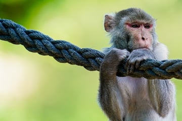 Die Affen sind los! Sechs Tiere aus Gehege in NRW entkommen