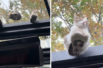 Sleeping cat on glass roof turns into unexpected look-alike