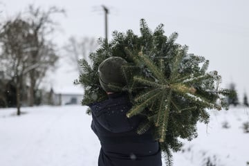 Oh Tannenbaum: So viel mehr kostet ein Weihnachtsbaum in diesem Jahr
