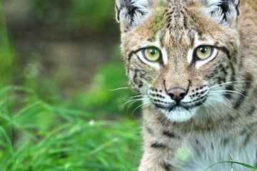 Der Luchs in Hessen: So steht es um die scheue Raubkatze