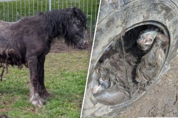 Kuriose Rettungsaktion: Hilfloses Pony steckt in riesigem Reifen fest