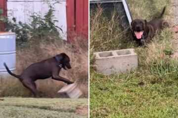 Dog owner isn't sure how to tell petsitter that her pup's favorite toy is a cinder block: "emotional support brick"