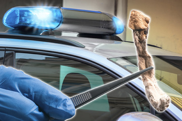 Kommissar Zufall: Polizei schnappt 19-Jährigen mit Drogenpilzen während Routinekontrolle