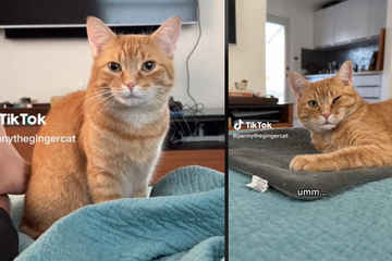 Als Frau sieht, wie ihre Katze daliegt, zückt sie sofort eine Kamera und filmt es
