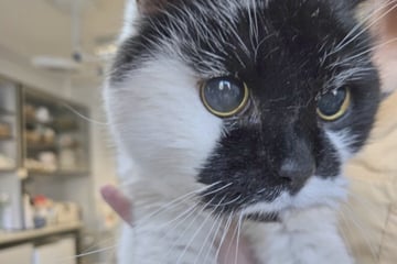 500 Kilometer entfernt: Vermisster Kater nach anderthalb Jahren wiederaufgetaucht