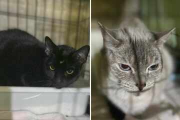 Katzen in Café verlassen: Mitarbeiter zu Tränen gerührt, als sie beigefügte Zettel lesen