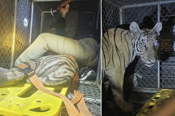 Tiger sorgt in Dorf für Panik: Was Ranger mit ihm machen, überrascht