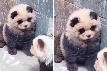 Zoo sparks backlash after painting puppies to look like pandas