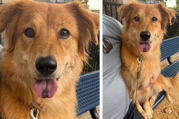 Dog owners think they have a Golden Retriever – then DNA test results reveal the bizarre truth!