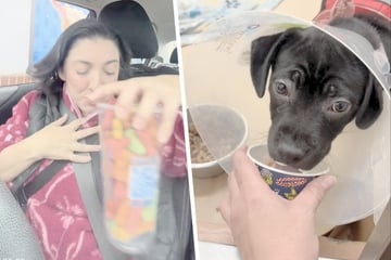 Dog shelter worker wants to get a few "pup cups": what a café then does is heartwarming