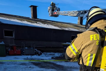 Tragisches Unglück: Hunderte Schweine verenden bei Stallbrand