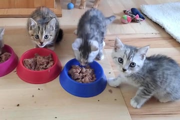 Diese fünf Baby-Katzen suchen ein Zuhause: Wer kann helfen?