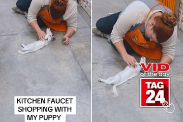 viral videos: Viral Video of the Day for January 10, 2025: Hardware store worker shares adorable snuggle sesh with customer's dog!