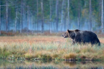 Tragischer Jagdunfall: Erschossener Bär stürzt von Baum und tötet Jäger