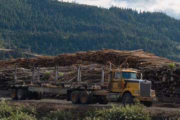 Trump paves way for massive deforestation by ending Clinton-era rule