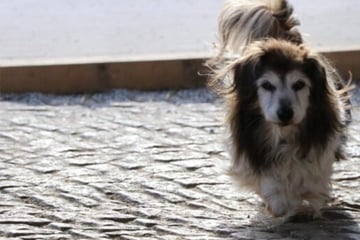 Trauriges Schicksal: Weil sein Frauchen schwer krank wurde, sitzt Mikita nun im Tierheim